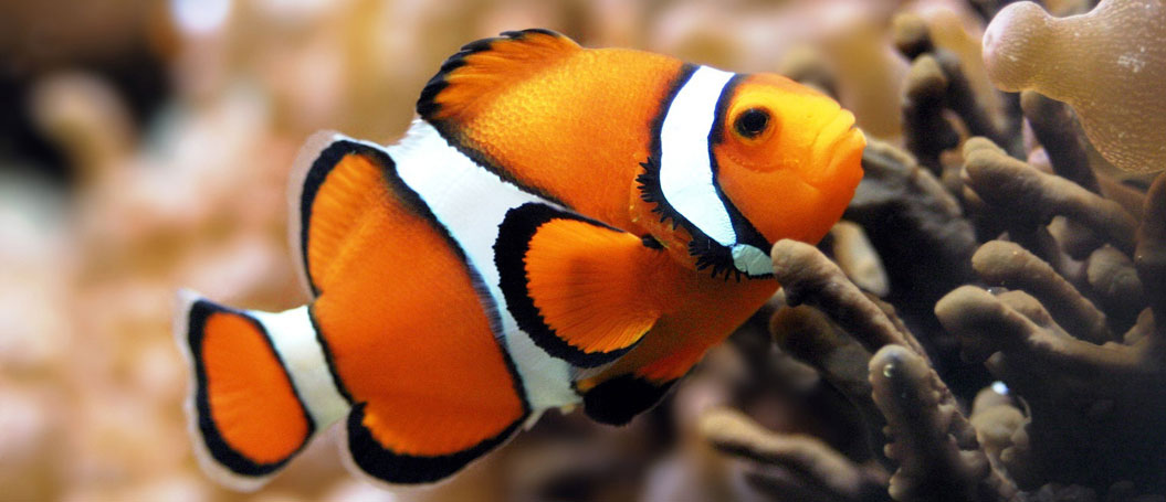 服务器攻击方式