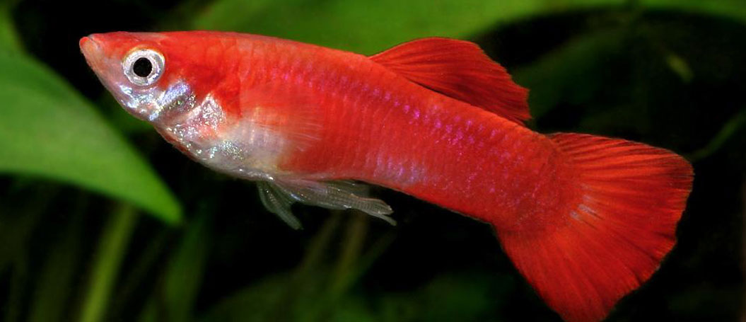 在线DDOS攻击平台