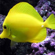 网站ddos隐藏源ip