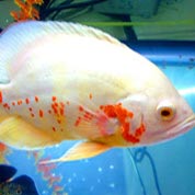 云端存储系统的在线DDOS平台攻击