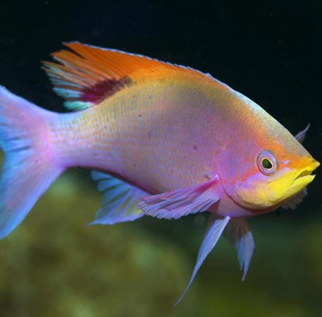 谁能介绍下的网络ddos监测分析工具